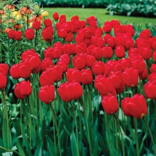 Really Really Red Tulip Half Basket Thumbnail